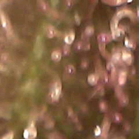 Cherry growlog timeline photo