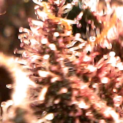 Cherry growlog timeline photo