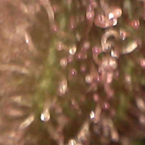 Cherry growlog timeline photo