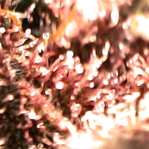 Cherry growlog timeline photo