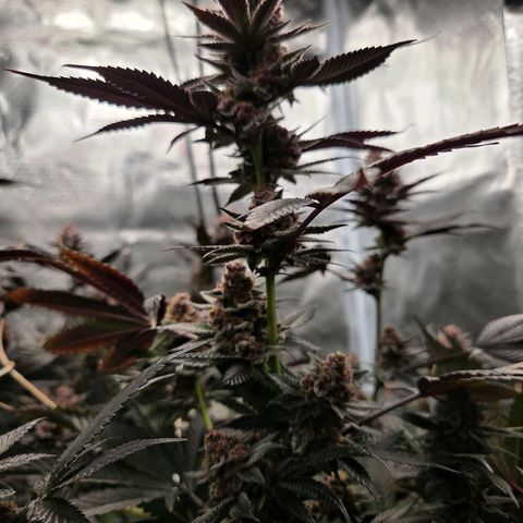 Cherry growlog timeline photo
