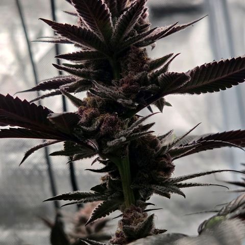 Cherry growlog timeline photo