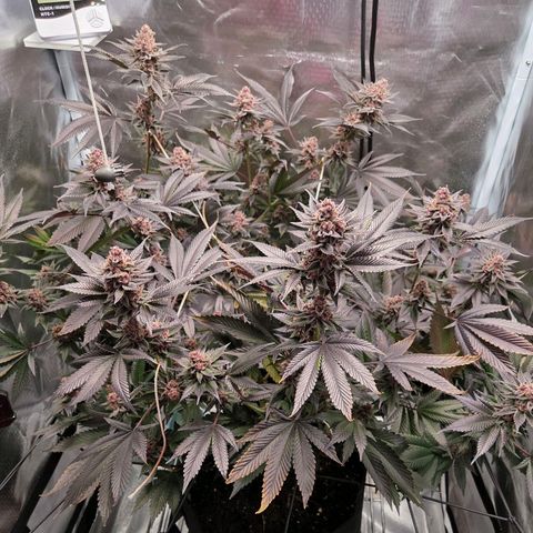 Cherry growlog timeline photo