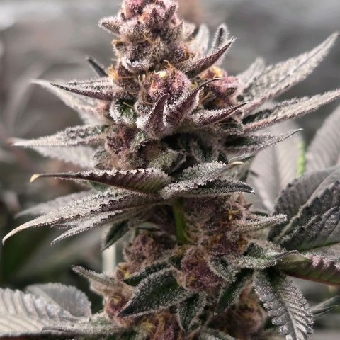Cherry growlog timeline photo