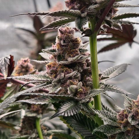 Cherry growlog timeline photo