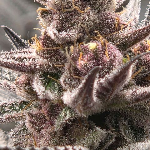 Cherry growlog timeline photo