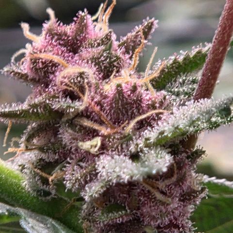 Cherry growlog timeline photo