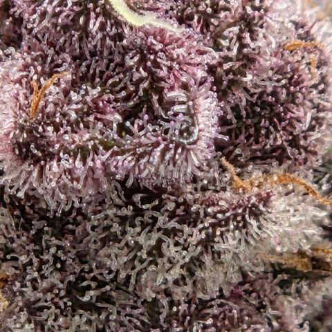 Cherry growlog timeline photo