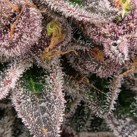 Cherry growlog timeline photo