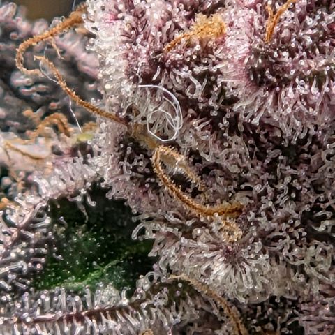 Cherry growlog timeline photo