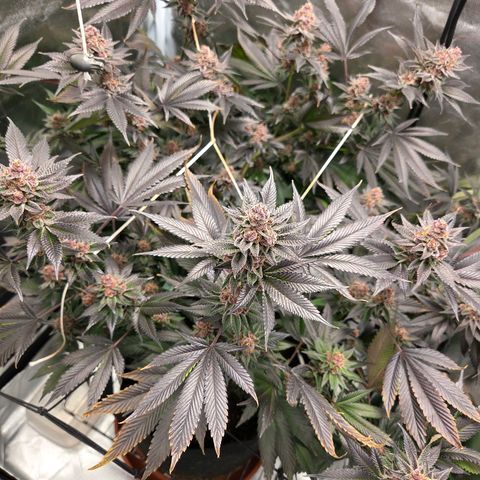 Cherry growlog timeline photo