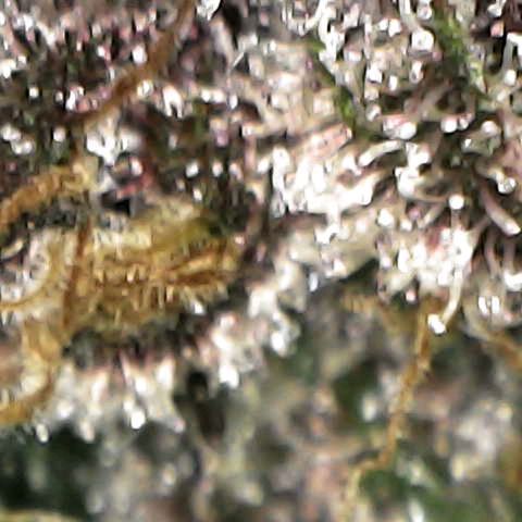 Cherry growlog timeline photo