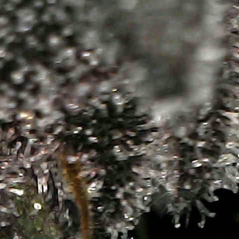 Cherry growlog timeline photo
