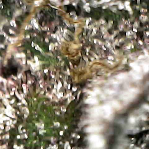 Cherry growlog timeline photo