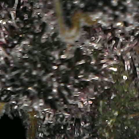 Cherry growlog timeline photo