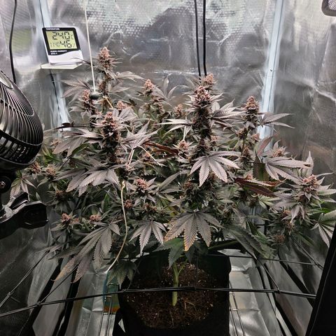 Cherry growlog timeline photo