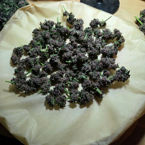 Cherry growlog timeline photo