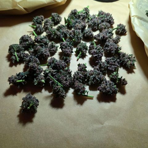 Cherry growlog timeline photo