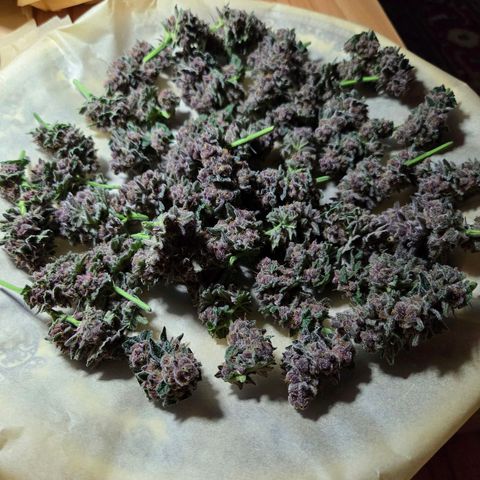 Cherry growlog timeline photo