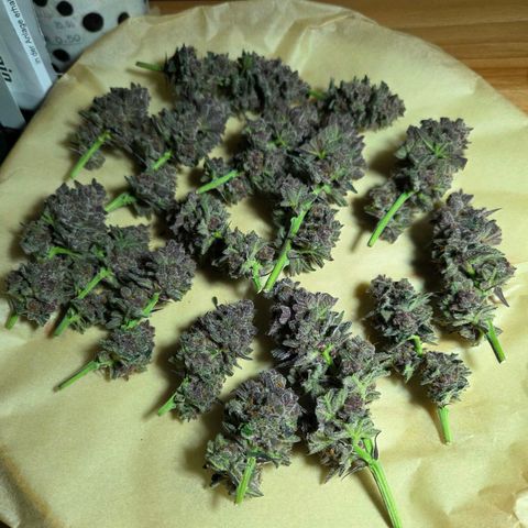 Cherry growlog timeline photo