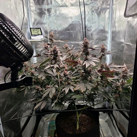 Cherry growlog timeline photo