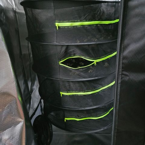 Cherry growlog timeline photo
