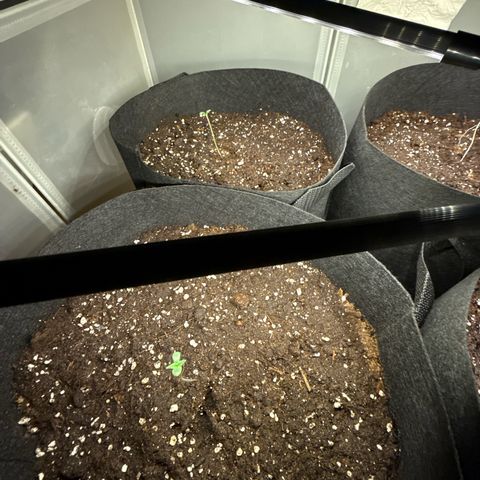 Stickxnn growlog timeline photo