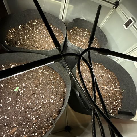 Stickxnn growlog timeline photo