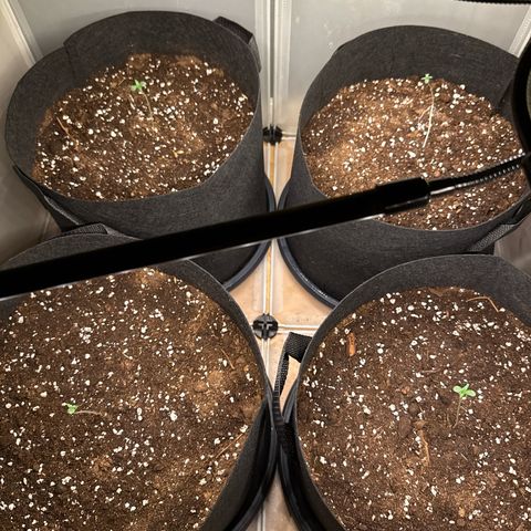 Stickxnn growlog timeline photo