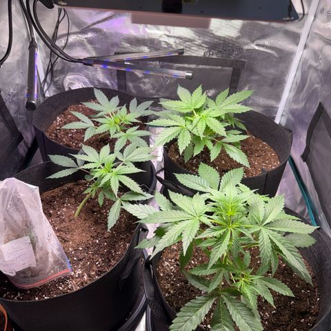 Stickxnn growlog timeline photo