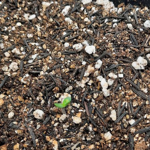 Cindy99 growlog timeline photo