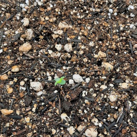 Cindy99 growlog timeline photo