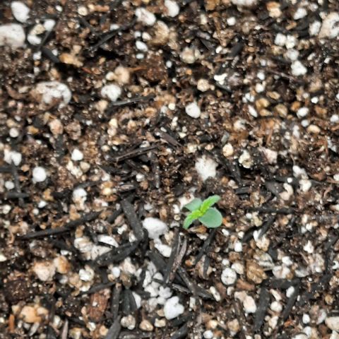 Cindy99 growlog timeline photo