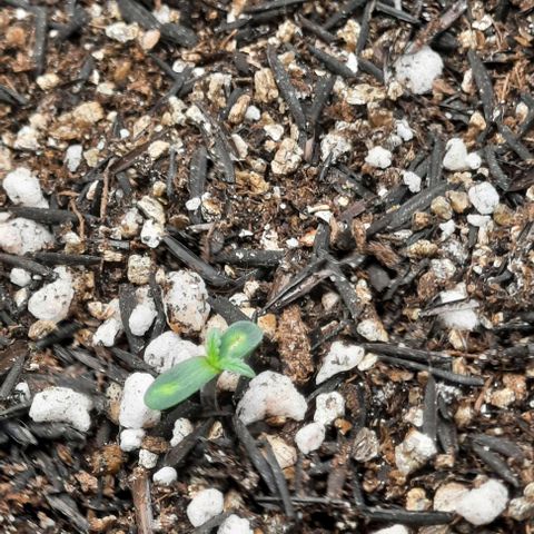 Cindy99 growlog timeline photo