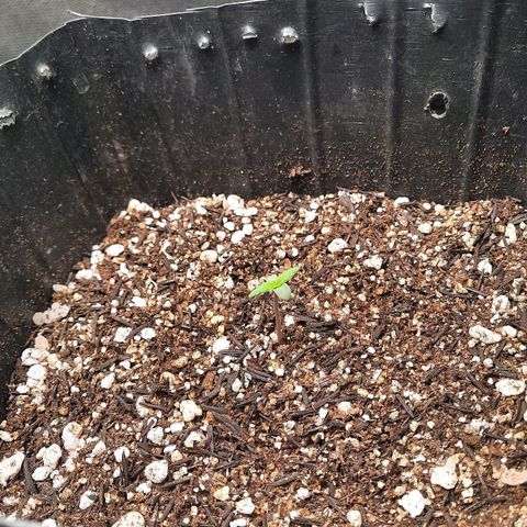 Cindy99 growlog timeline photo