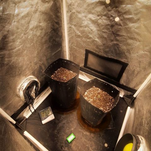 Cindy99 growlog timeline photo