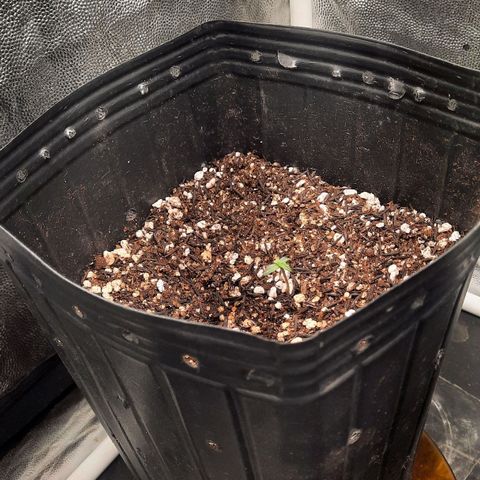 Cindy99 growlog timeline photo