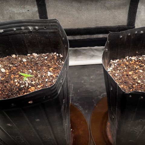 Cindy99 growlog timeline photo