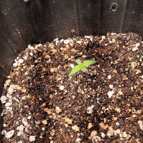 Cindy99 growlog timeline photo