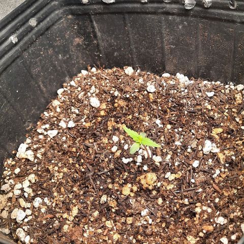 Cindy99 growlog timeline photo