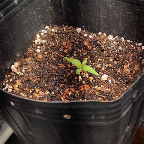Cindy99 growlog photo: 250ml de água com 1.5ml de enraizador 
