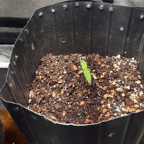 Cindy99 growlog photo: 250ml de água com 1.5ml de enraizador 