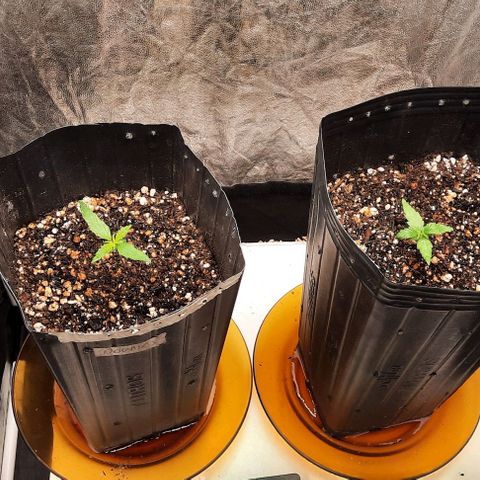Cindy99 growlog photo: 300 ml agua + 2.5ml enraizador