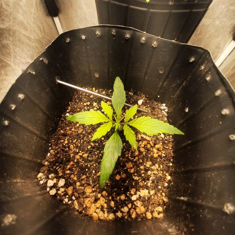 Cindy99 growlog timeline photo