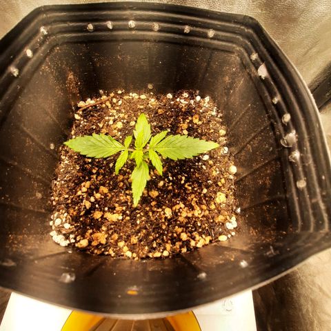 Cindy99 growlog timeline photo