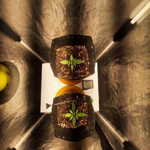 Cindy99 growlog timeline photo