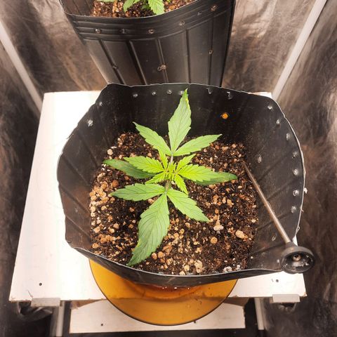 Cindy99 growlog timeline photo