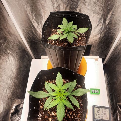 Cindy99 growlog timeline photo