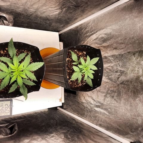 Cindy99 growlog timeline photo