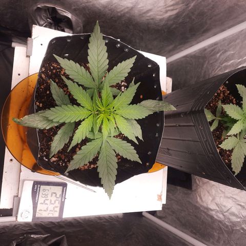 Cindy99 growlog timeline photo